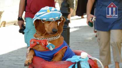 Straßenkünstler mit Hund in Alt-Havanna