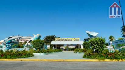 Dolphin show Havana Miramar Aquarium