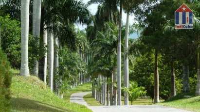 Botanischer Garten in Cienfuegos