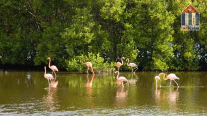 Flamingos auf Cayo Coco