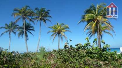 Varadero palms by the beach