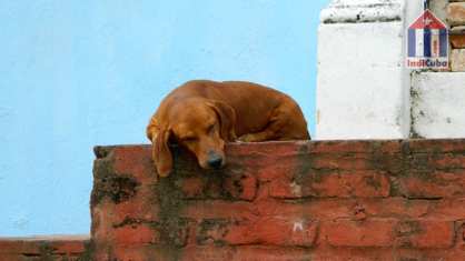 Perro durmiendo frente a una casa en Sancti Spíritus