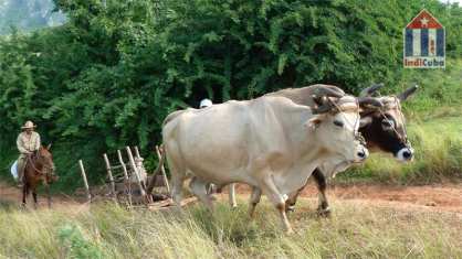 Escena con vacas y campesinos en Pinar del Rio